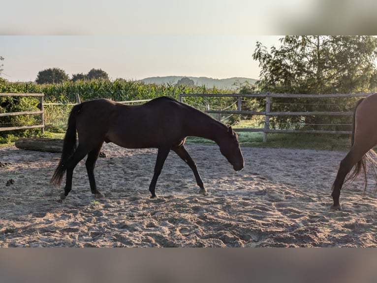 German Riding Pony Gelding 24 years 14,1 hh Bay-Dark in Hummelfeld