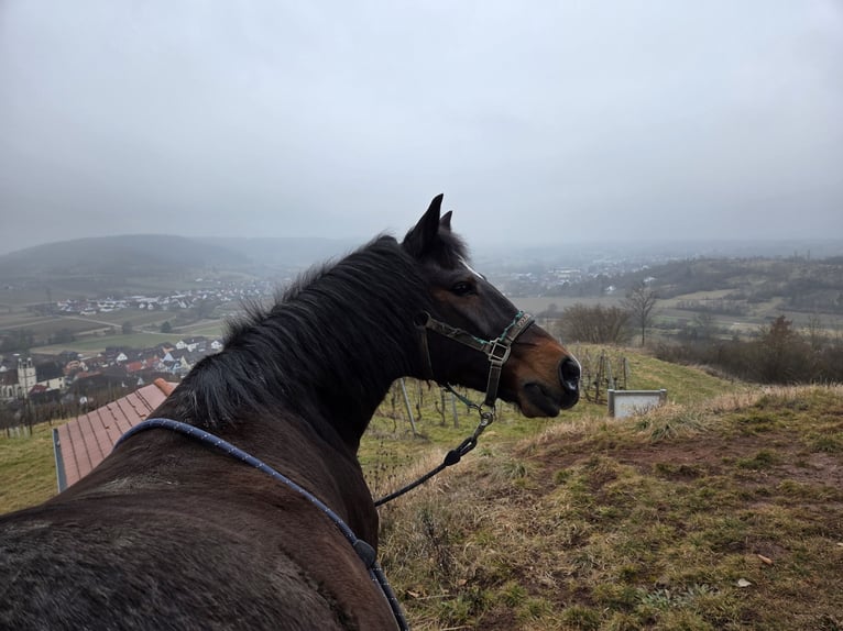 German Riding Pony Gelding 24 years 14,2 hh Bay-Dark in Rottenburg am Neckar