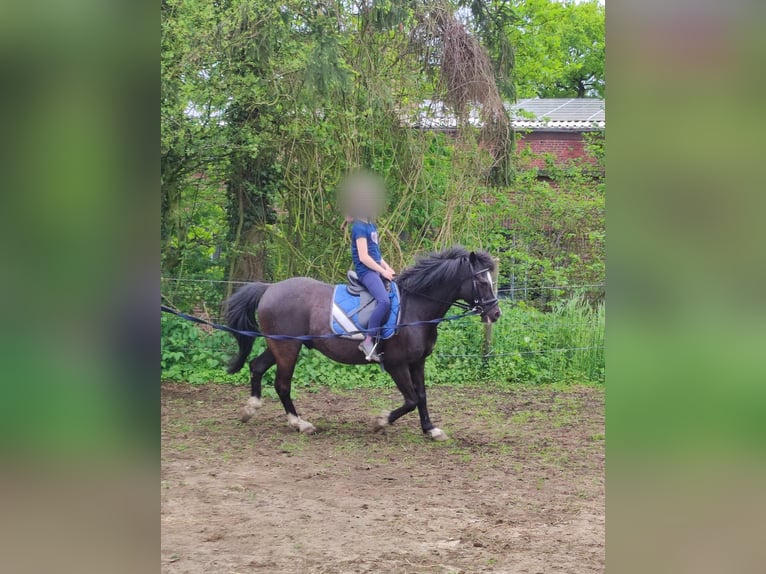 German Riding Pony Gelding 25 years 13,1 hh Black in Selm