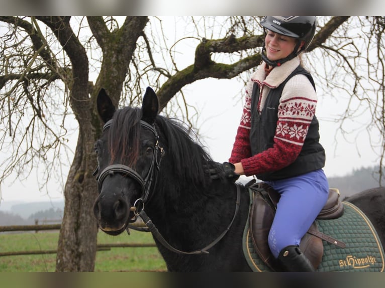 German Riding Pony Gelding 25 years 14,1 hh Black in Buchen (Odenwald)