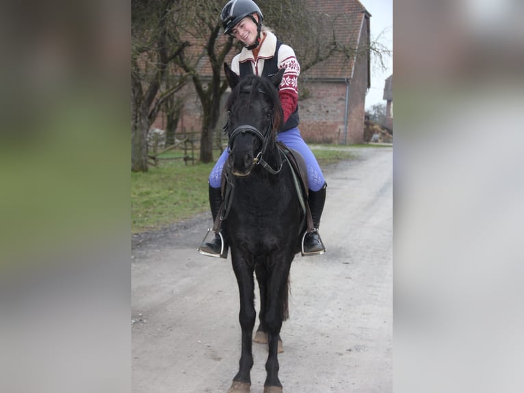 German Riding Pony Gelding 25 years 14,1 hh Black in Buchen (Odenwald)