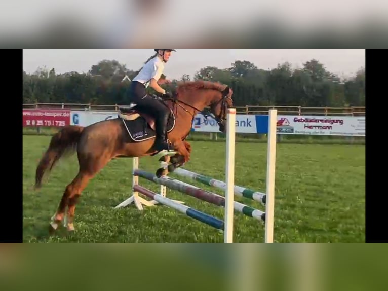 German Riding Pony Gelding 25 years Chestnut in Nordwalde