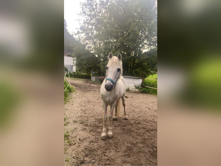 German Riding Pony Gelding 26 years 13.1 hh Grey in Niederndorf
