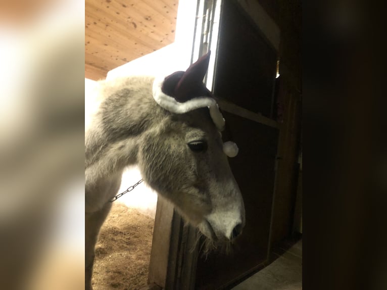 German Riding Pony Gelding 26 years 13,1 hh Grey in Niederndorf