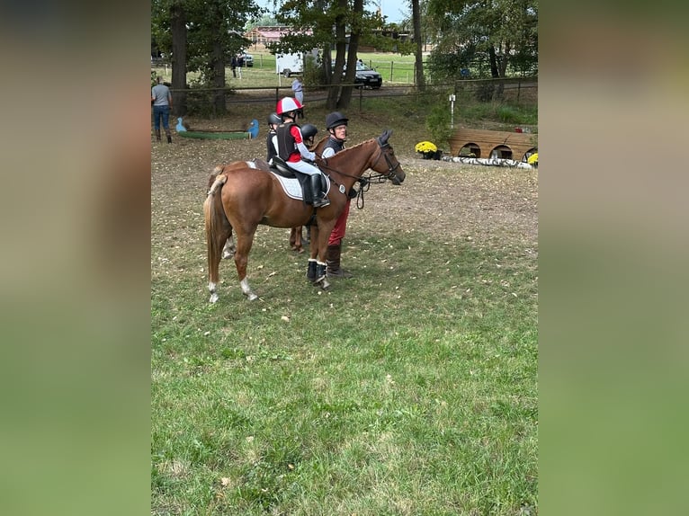 German Riding Pony Gelding 26 years 14.2 hh Chestnut-Red in Garlstorf