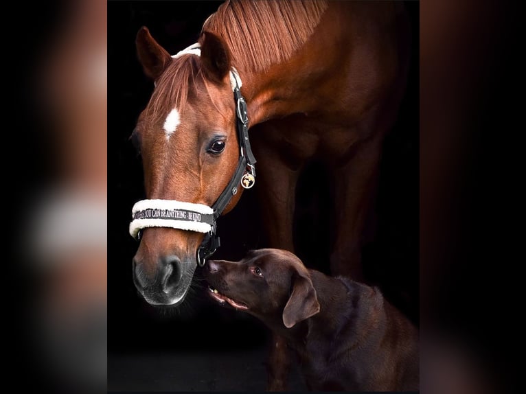 German Riding Pony Gelding 26 years 14.2 hh Chestnut-Red in Hamminkeln