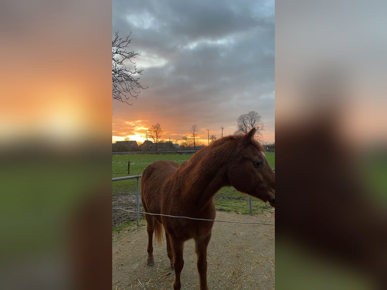 German Riding Pony Gelding 26 years 14.2 hh Chestnut-Red in Hamminkeln