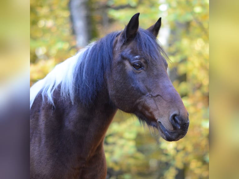 German Riding Pony Mix Gelding 26 years in Deckenpfronn