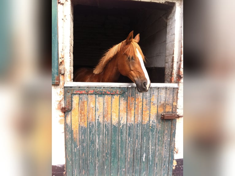 German Riding Pony Mix Gelding 28 years 14,3 hh Chestnut-Red in Bad Laasphe