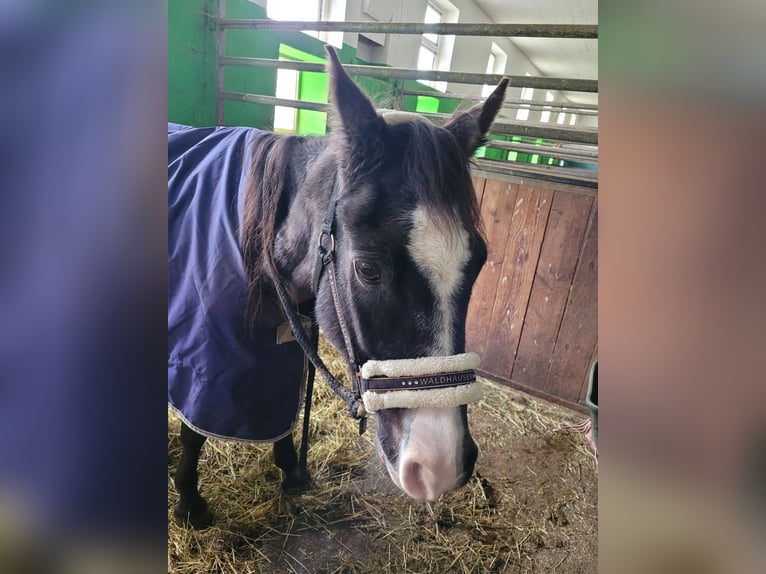 German Riding Pony Gelding 28 years Bay-Dark in Donaueschingen