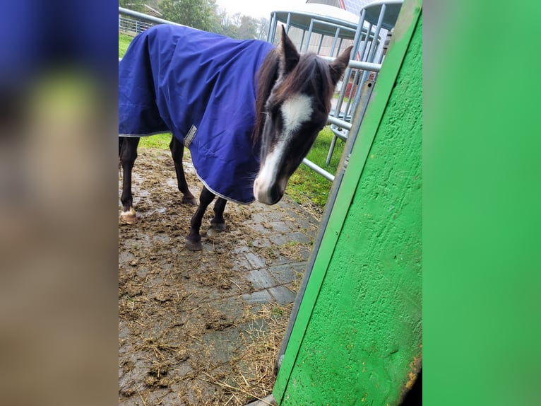 German Riding Pony Gelding 28 years Bay-Dark in Donaueschingen