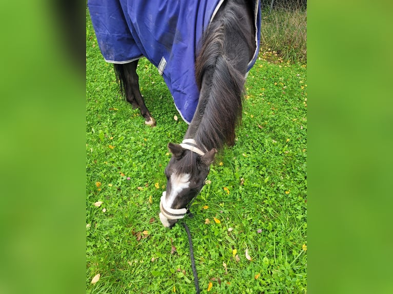 German Riding Pony Gelding 28 years Bay-Dark in Donaueschingen