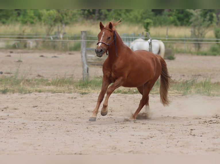 German Riding Pony Gelding 2 years 13.1 hh Chestnut-Red in Mietgendorf