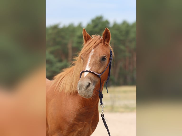 German Riding Pony Gelding 2 years 13.1 hh Chestnut-Red in Mietgendorf