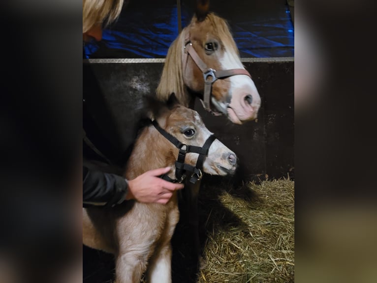 German Riding Pony Mix Gelding 2 years 13,1 hh Roan-Red in Oyten