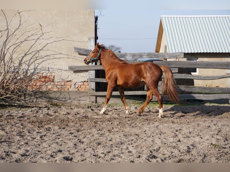 German Riding Pony Gelding 2 years 13,2 hh Chestnut-Red in Klein Ammensleben
