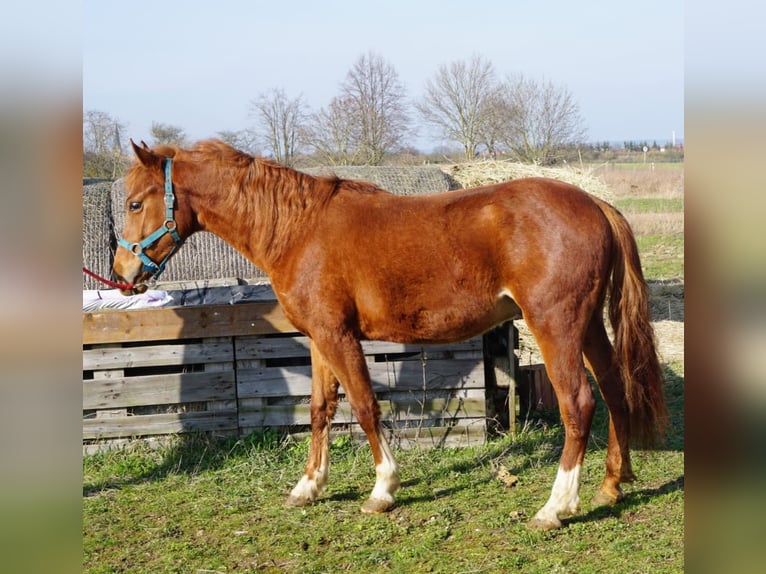 German Riding Pony Gelding 2 years 13,2 hh Chestnut-Red in Klein Ammensleben
