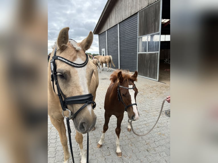 German Riding Pony Gelding 2 years 13,2 hh Red Dun in Årslev