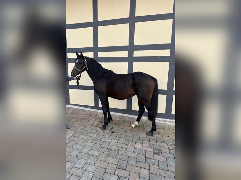 German Riding Pony Gelding 2 years 13,2 hh Brown in Einbeck/Ahlshausen