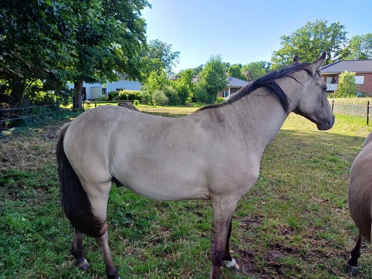 German Riding Pony Gelding 2 years 13,2 hh Dun in Brockum