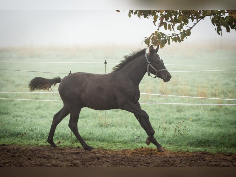 German Riding Pony Gelding 2 years 14,1 hh Black in Wertheim