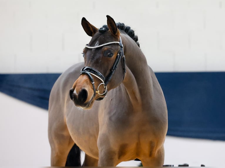 German Riding Pony Gelding 2 years 14,1 hh Brown in Marsberg