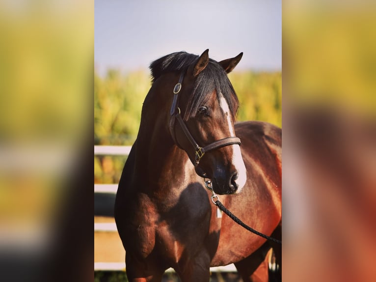 German Riding Pony Gelding 2 years 14,1 hh Buckskin in Kamern