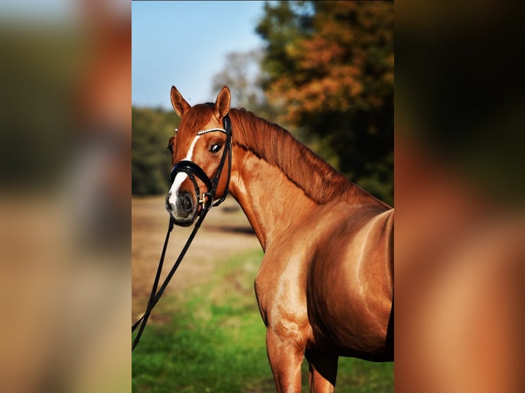 German Riding Pony Gelding 2 years 14,1 hh Buckskin in Kamern