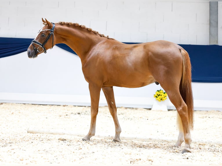 German Riding Pony Gelding 2 years 14,1 hh Chestnut-Red in Marsberg