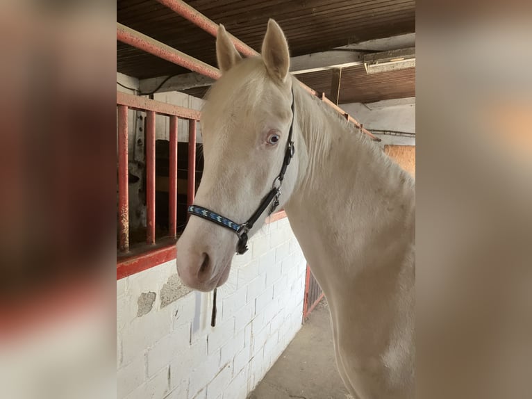 German Riding Pony Gelding 2 years 14.1 hh Cremello in Wassenberg