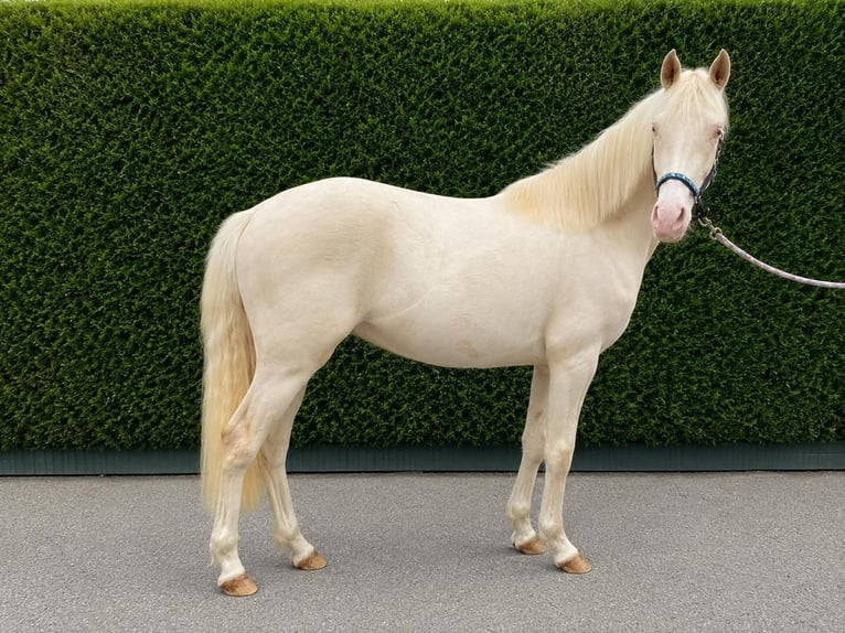 German Riding Pony Gelding 2 years 14.1 hh Cremello in Wassenberg