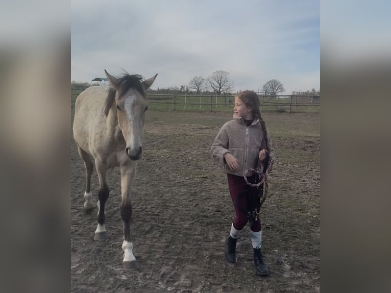 German Riding Pony Gelding 2 years 14.1 hh Dun in Buchholz in der Nordheide