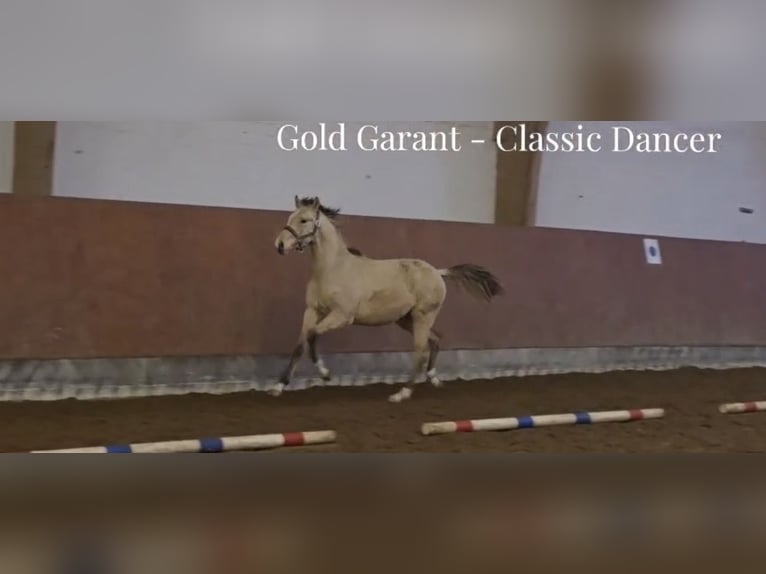 German Riding Pony Gelding 2 years 14.1 hh Dun in Buchholz in der Nordheide