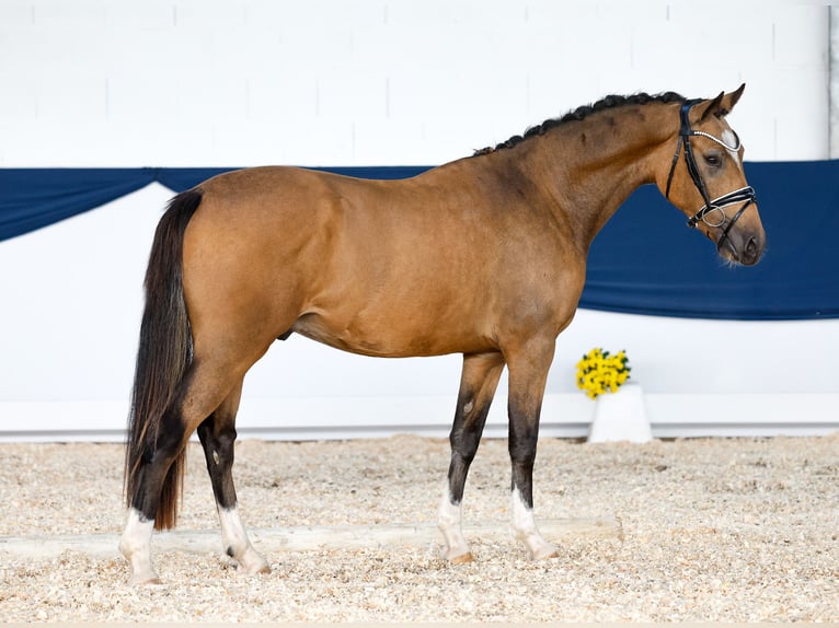 German Riding Pony Gelding 2 years 14,1 hh Dun in Marsberg