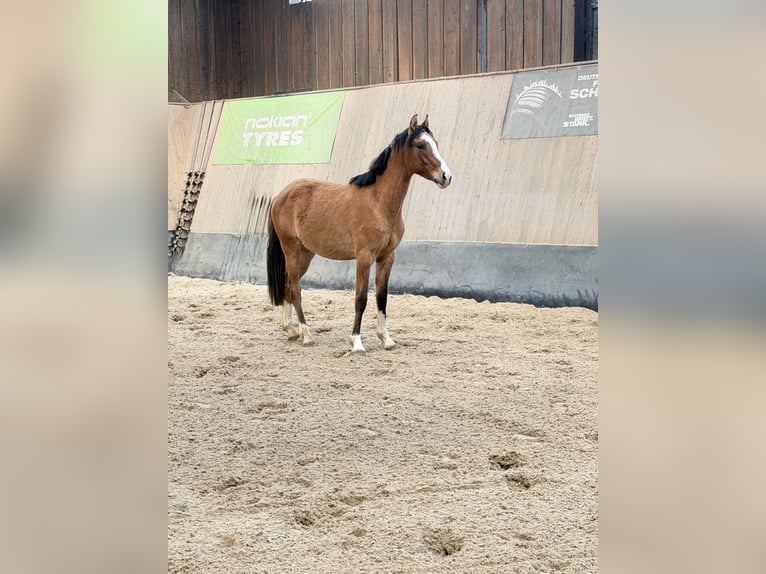 German Riding Pony Gelding 2 years 14.1 hh Dun in Wegeleben