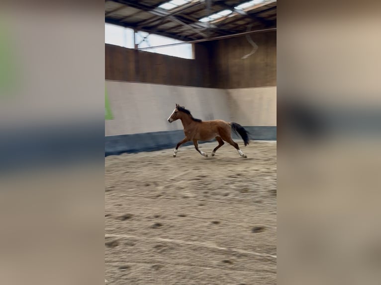 German Riding Pony Gelding 2 years 14.1 hh Dun in Wegeleben