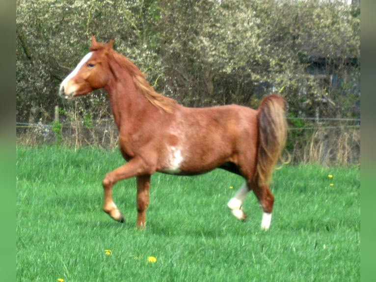 German Riding Pony Gelding 2 years 14,2 hh Chestnut-Red in Velpke