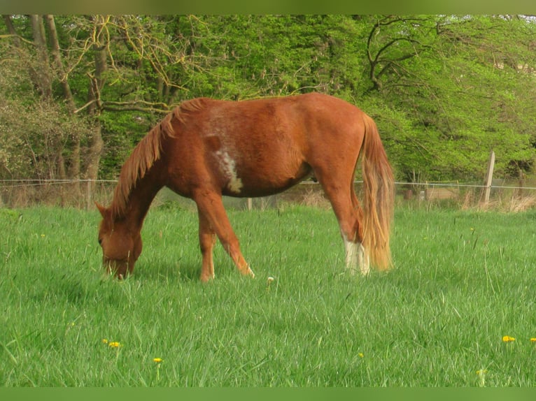 German Riding Pony Gelding 2 years 14,2 hh Chestnut-Red in Velpke