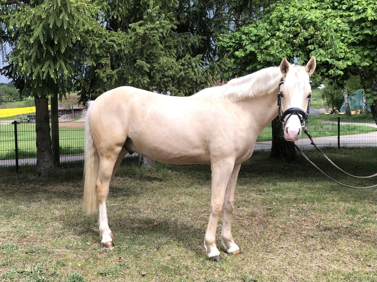 German Riding Pony Gelding 2 years 14.2 hh Palomino in Bebra