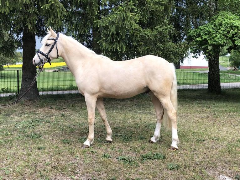 German Riding Pony Gelding 2 years 14.2 hh Palomino in Bebra