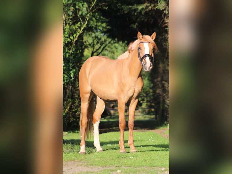 German Riding Pony Gelding 2 years 14.2 hh Red Dun in Heemskerk