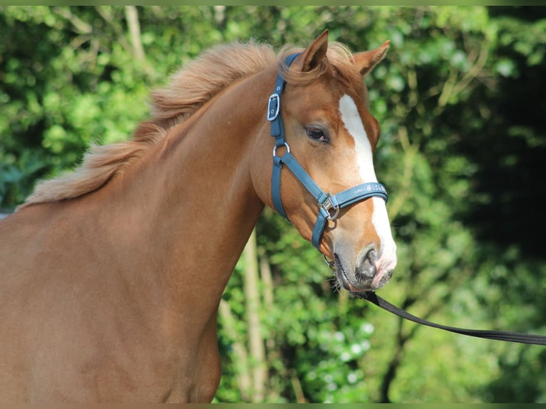 German Riding Pony Gelding 2 years 14.2 hh Red Dun in Heemskerk