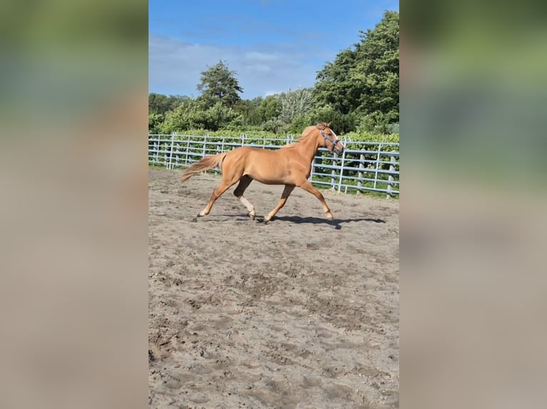 German Riding Pony Gelding 2 years 14.2 hh Red Dun in Heemskerk