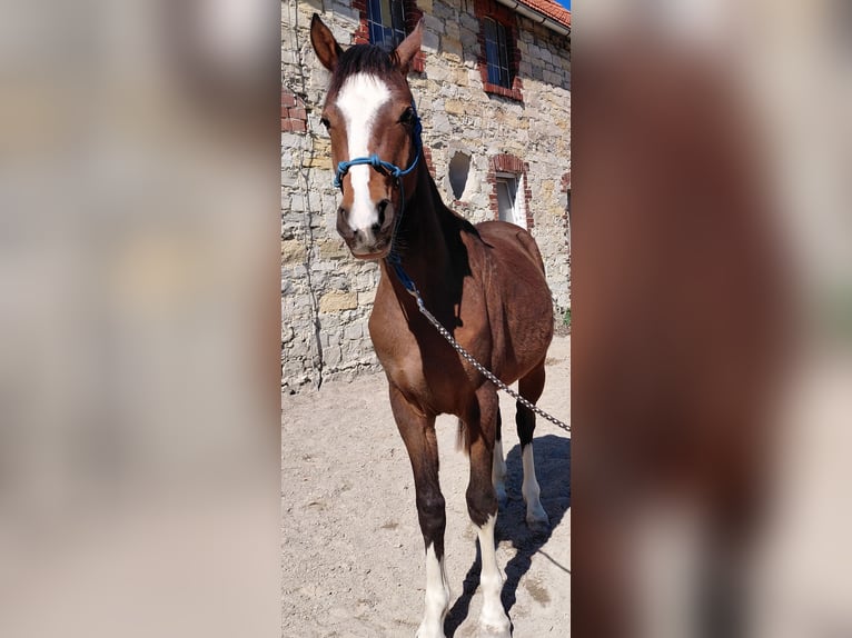 German Riding Pony Gelding 2 years 14 hh Brown in Warstein