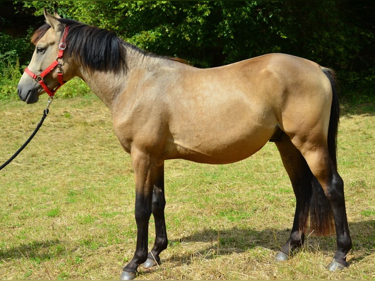 German Riding Pony Gelding 2 years 14 hh Buckskin in Meinhard