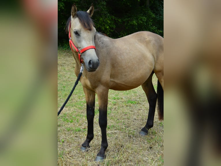 German Riding Pony Gelding 2 years 14 hh Buckskin in Meinhard