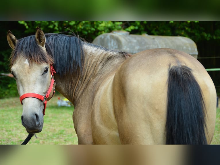 German Riding Pony Gelding 2 years 14 hh Buckskin in Meinhard