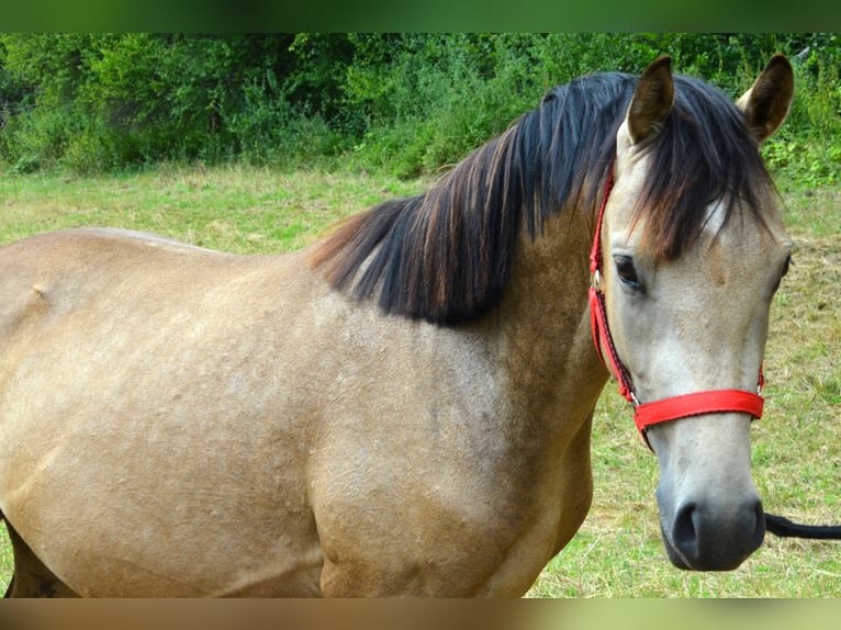 German Riding Pony Gelding 2 years 14 hh Buckskin in Meinhard