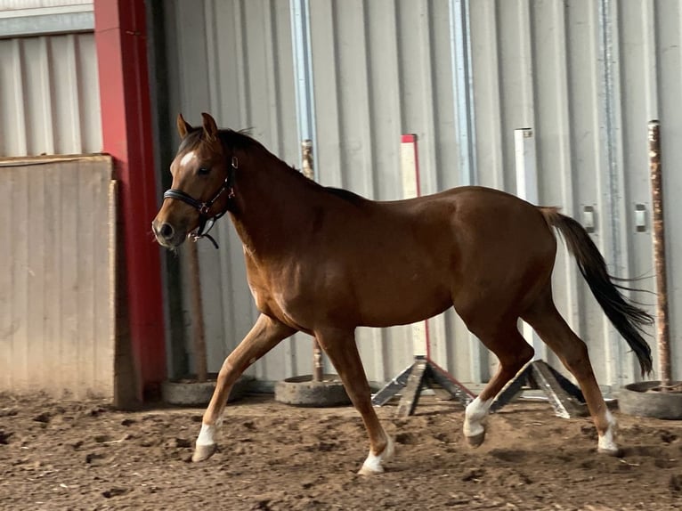 German Riding Pony Gelding 2 years 14 hh Chestnut in Burgwedel