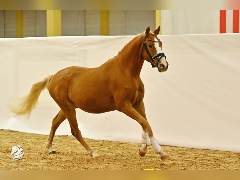 German Riding Pony Gelding 2 years 14 hh Chestnut-Red in Steyregg